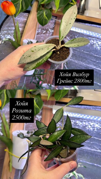 Комнатные цветы пррдам