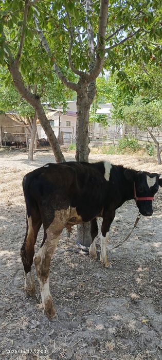 Goleshten gibrit navvos sotiladi