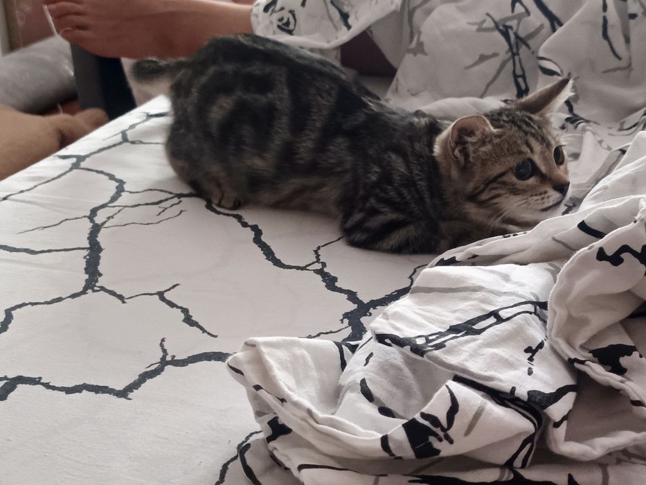 Отдам котенка в хорошие руки