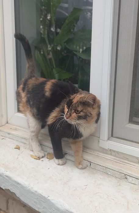 Кошечка в добрые ручки