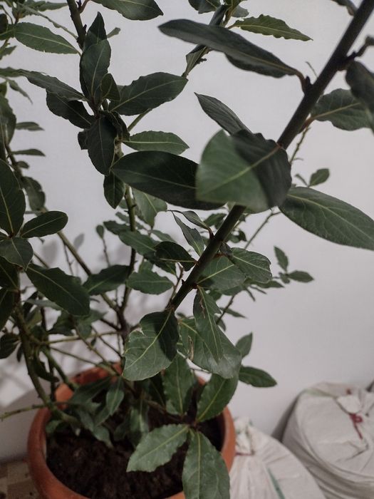 Plantă de dafin  frumoasă