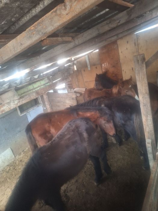 Жабағылар сатылады