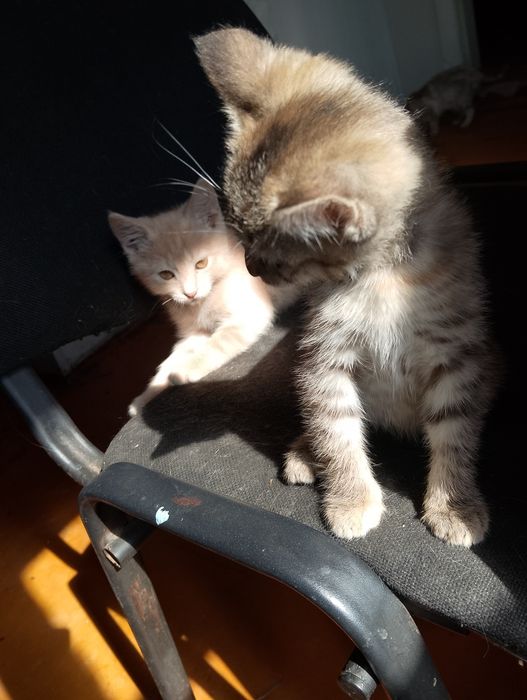 Отдаю котят в хорошие руки