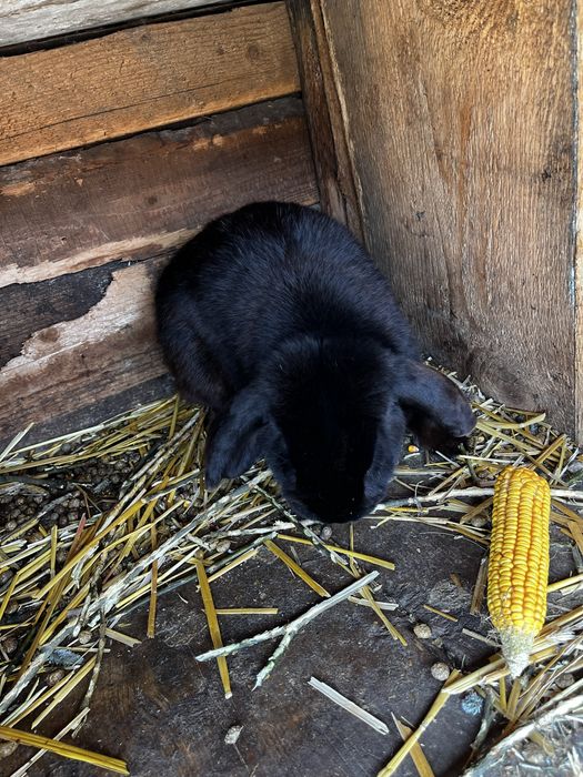 Vand iepuri berbec german si fluture german