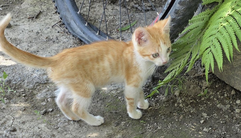 Милые котята крысоловы