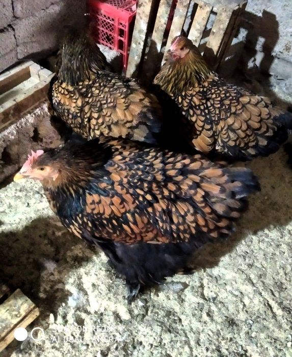 Brama zolota Joja tovuq donasi 500000