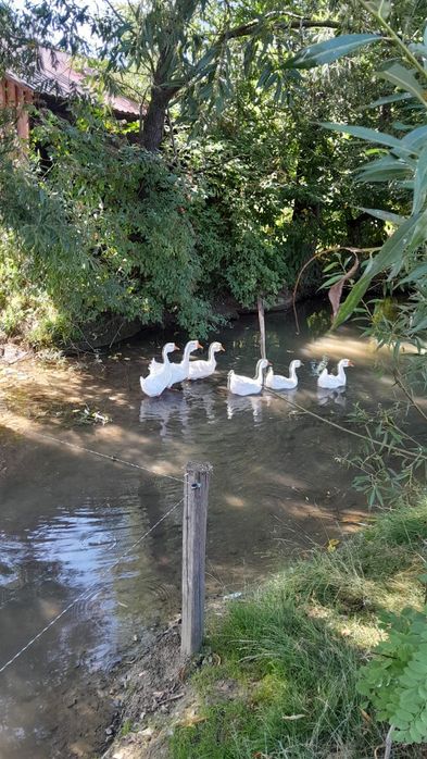 Vând gâște tinere