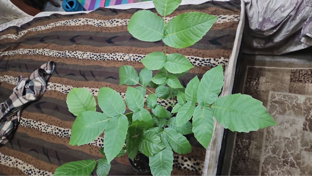 Саженцы грецкого ореха