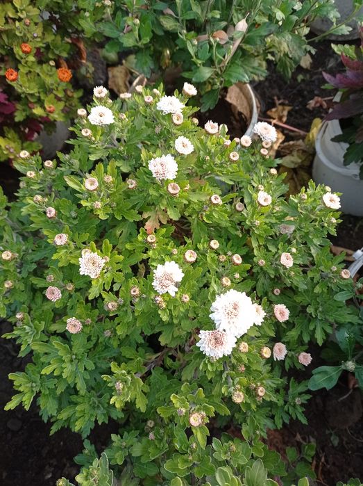 Хризантема недельная распродажа