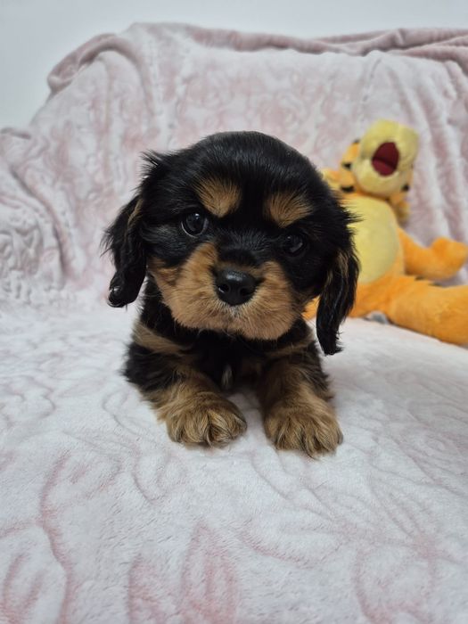Baiat cu pedigree black and tan