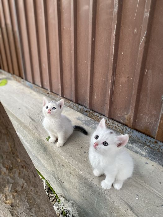 Отдам котят в хорошие ручки