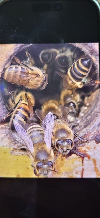 Пчелопакеты на высадку