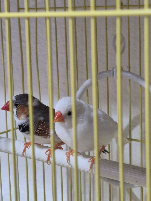 Амадины без клетки