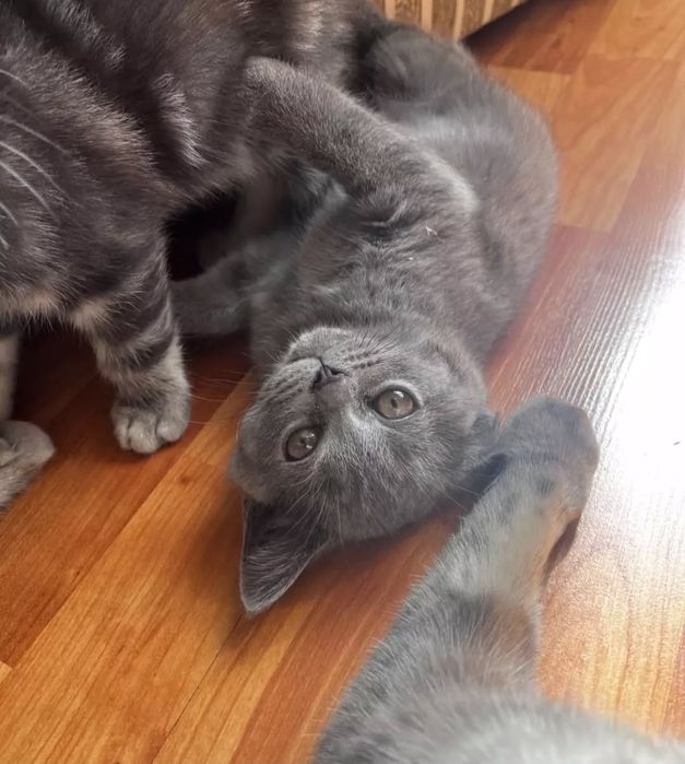 Шотландские котята 3мес  мальчики