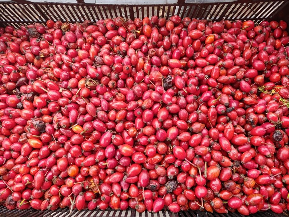 Прясна диворастяща шипка