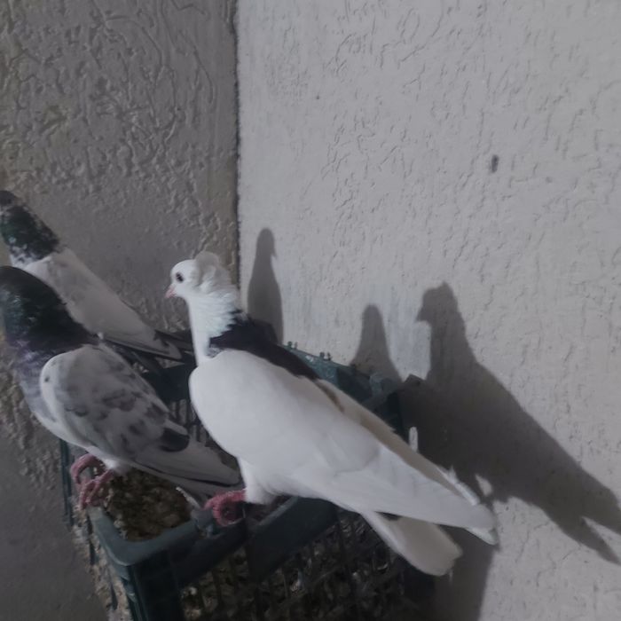 Чернашейк самец лет игра тяга канкретна