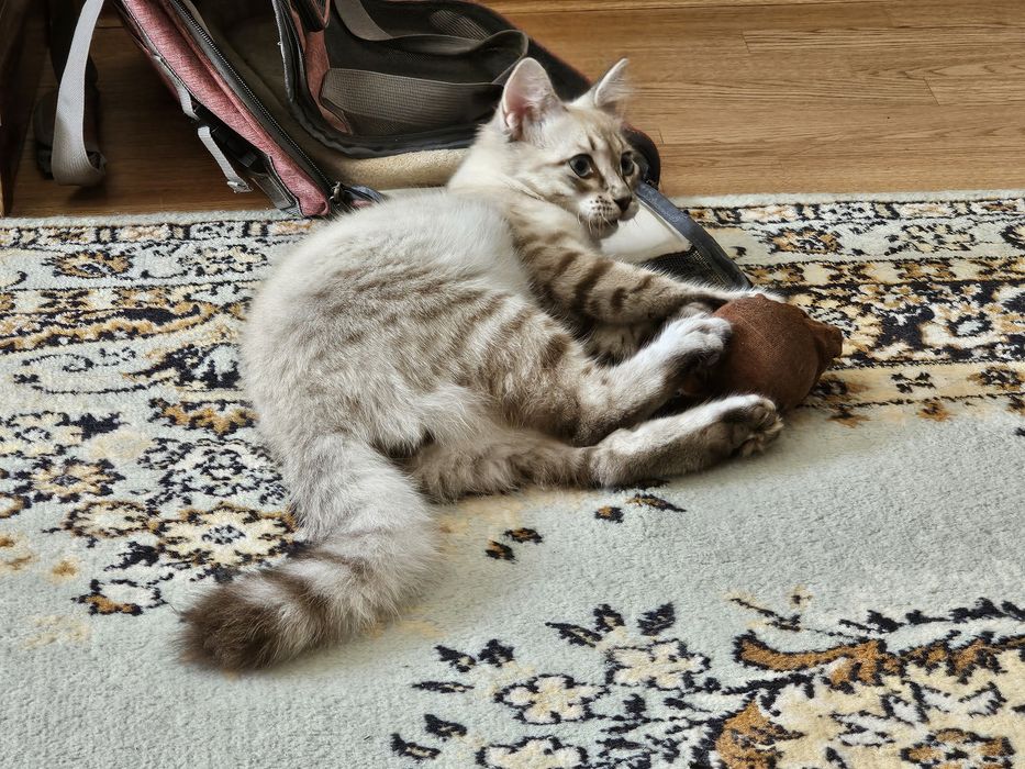 Породистый котёнок ищет дом
