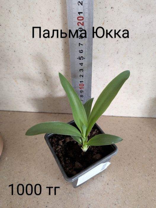 Цветы комнатные разные