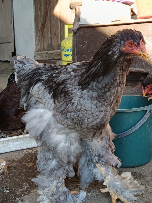 Cocosi Brahma tineri