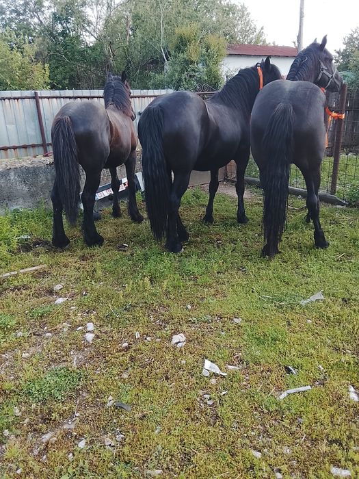 Manz și mânză de vânzarea