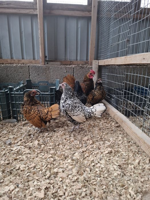 Продам шикарных сибрайтов