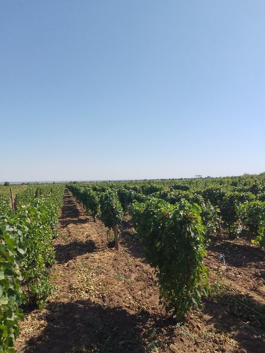 Struguri de vin alb roșu demisec