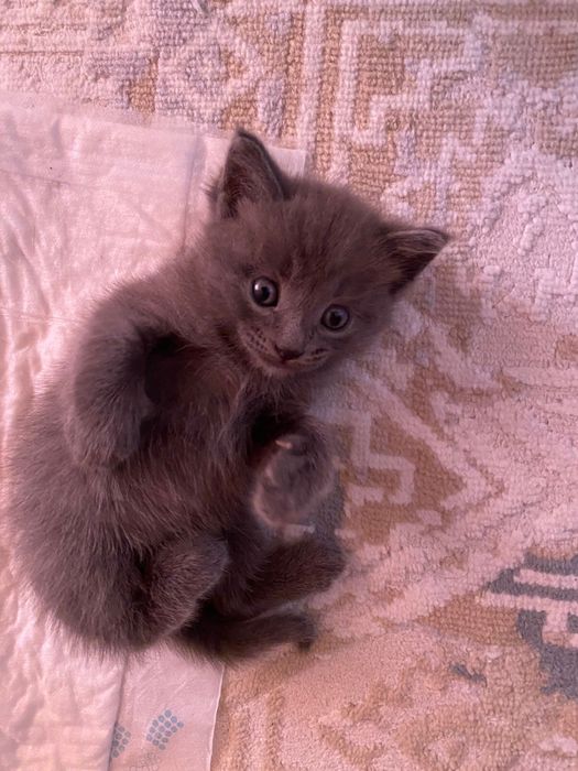 Отдам     Котят даром