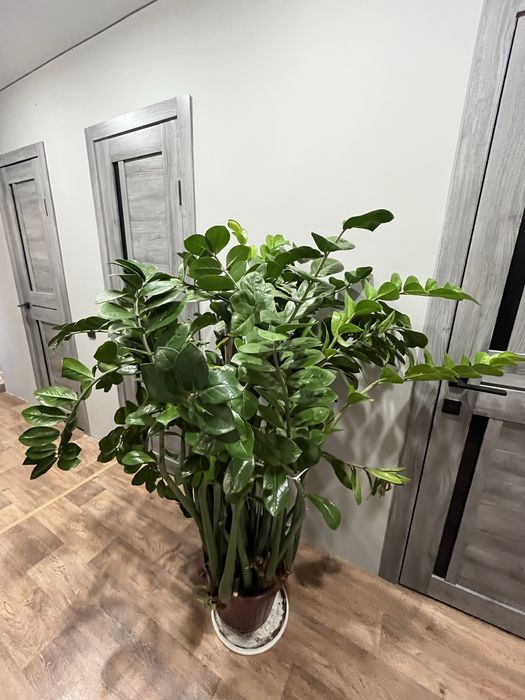 Замиокулькас (Долларовое дерево)