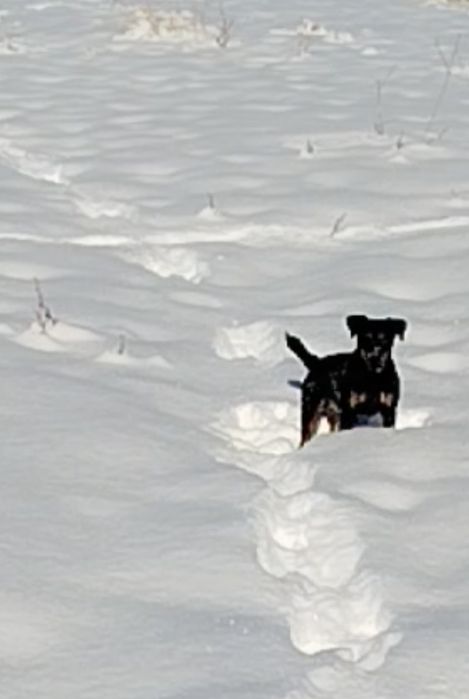 Ягтерьер породистая собака