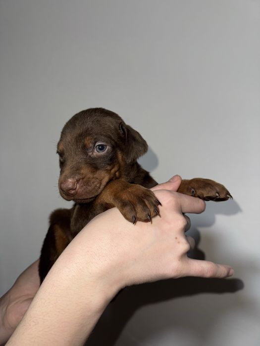 Доберман редкого окраса