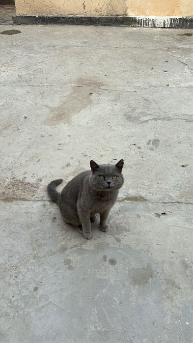 Статный британский кот в самые добрые руки!