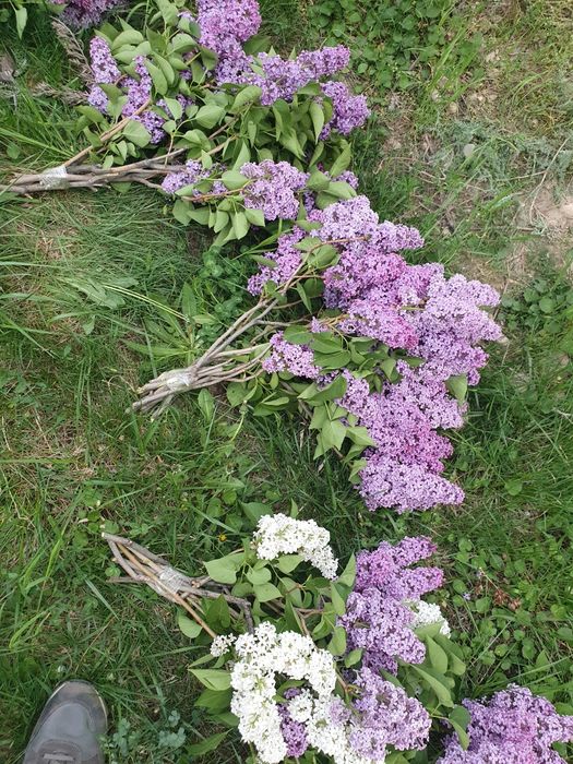 Сирени оптом сирень