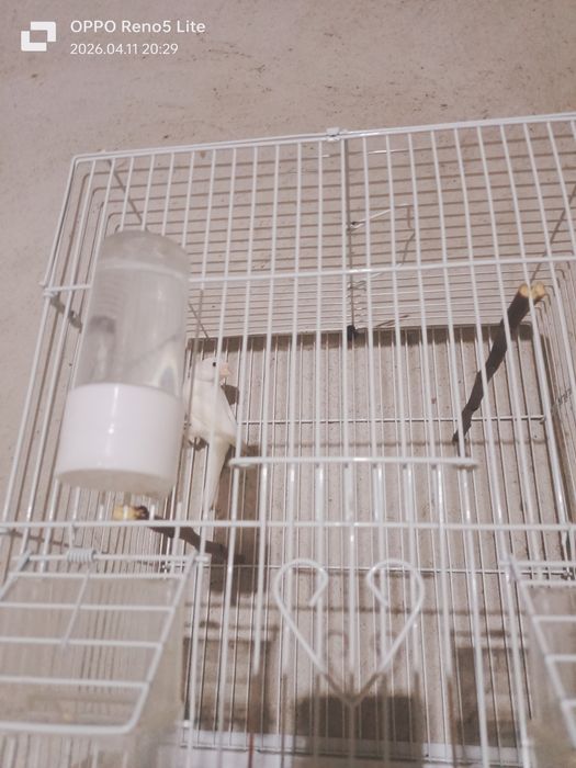 Продается канарейка