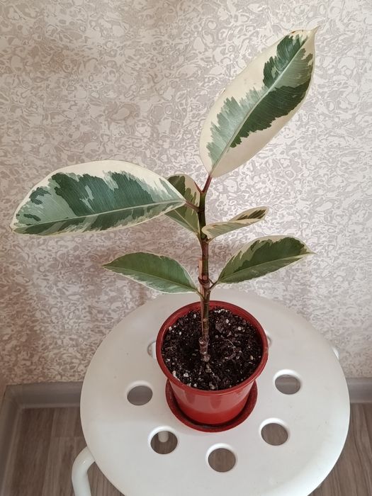 Продам комнатные цветы