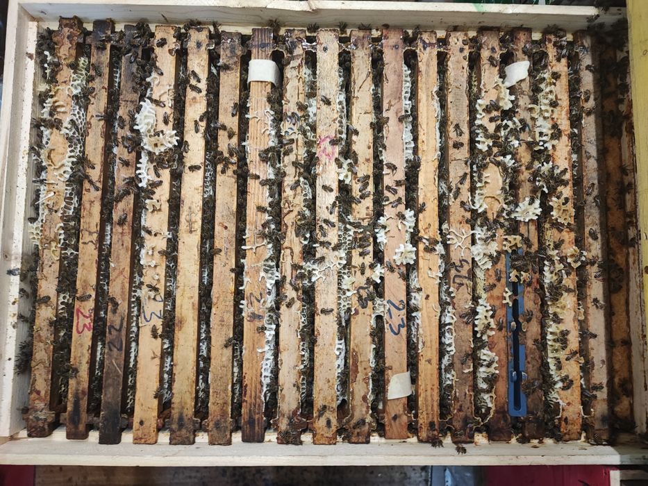 Vând familii de albine