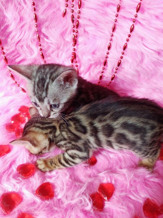Продам бенгальских котят девочек