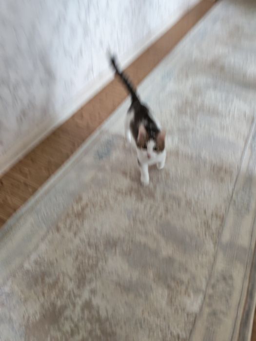 Отдам даром  кошечку