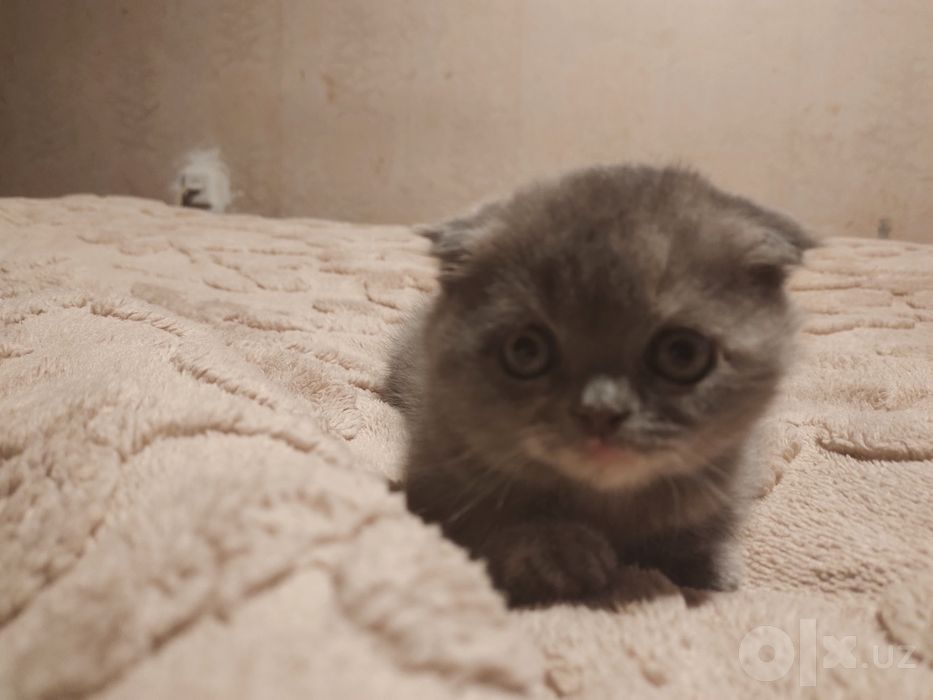 Продается котёнок