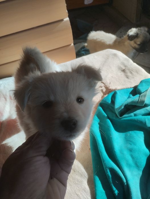 Щенки звонок месечные