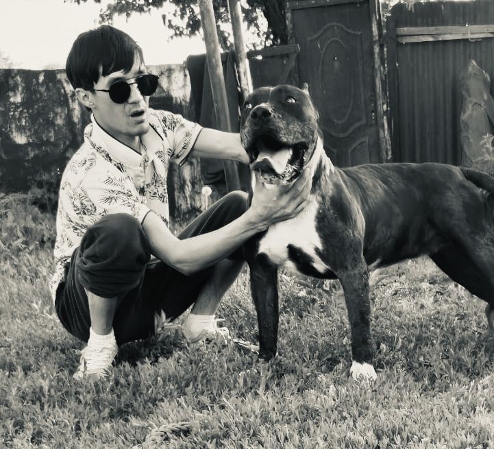 Питбуль Мерль Вязка ВЯЗКА!!!