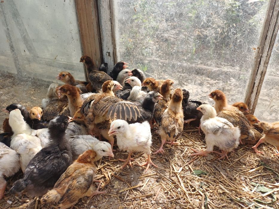 Продам 2-х недельных цыплят