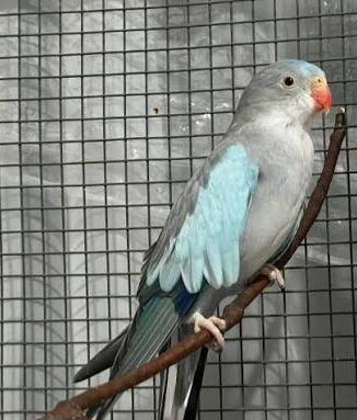 Женски принцов папагал Александрино и Женска пенантова розела