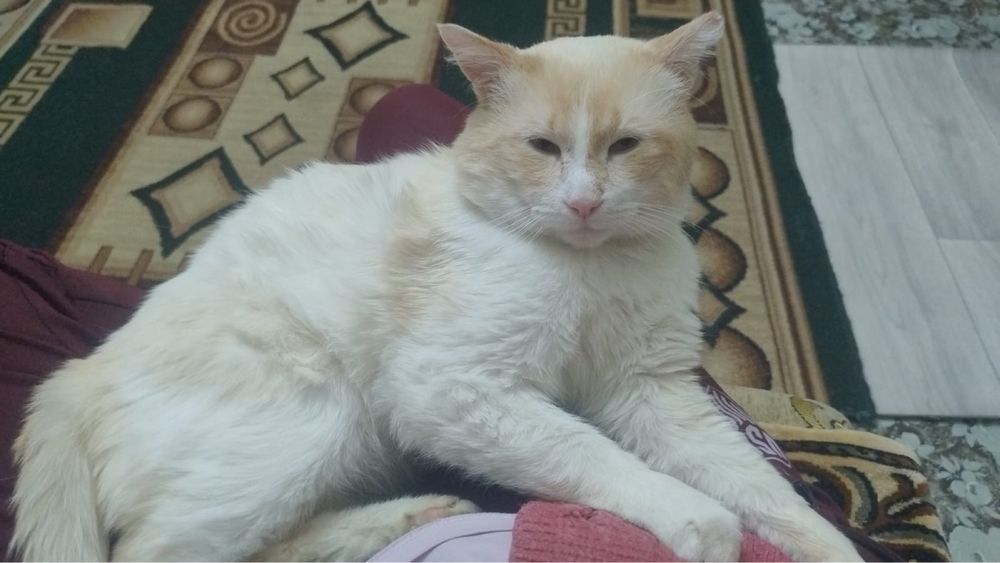 Кот в добрые руки