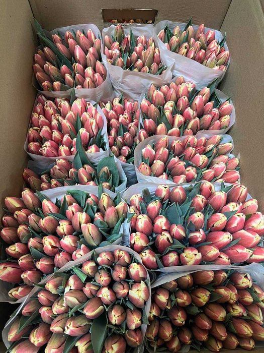 Тюльпаны к 8 марта оптом