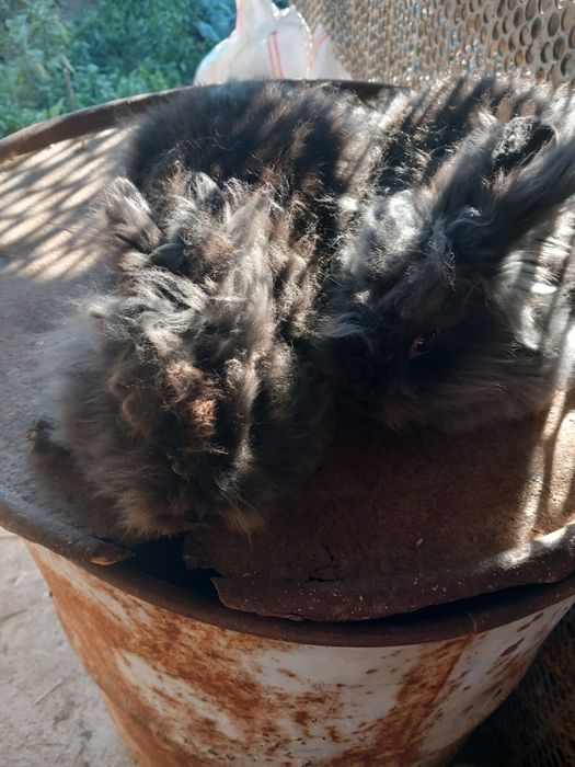 Vând iepuri pereche