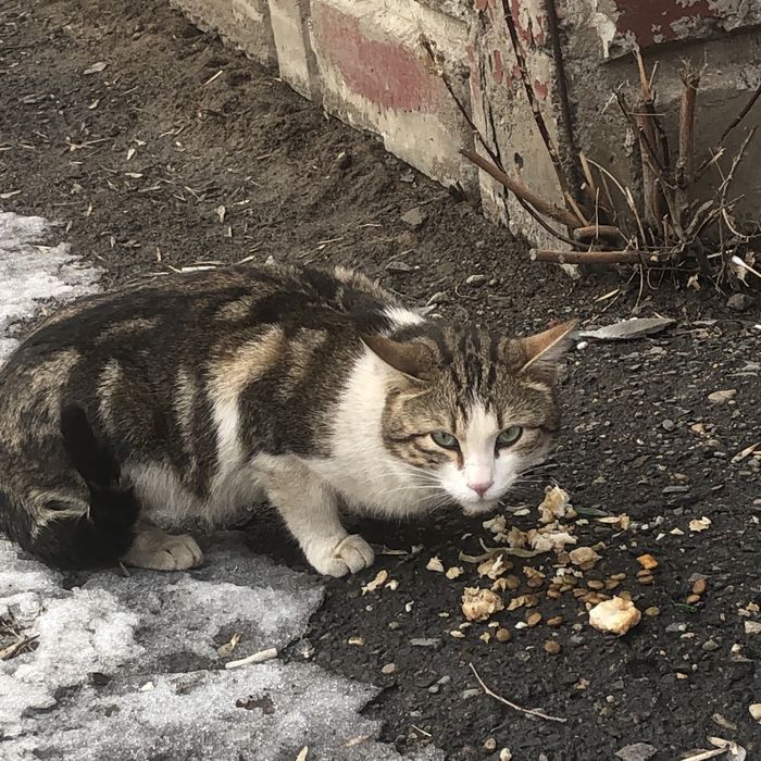 Животные . Кошки.