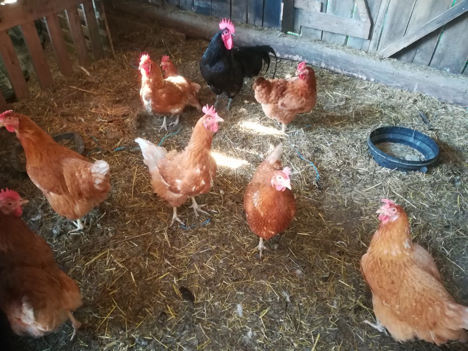 Vand 8 gaini de  Casă  și  un Cocos