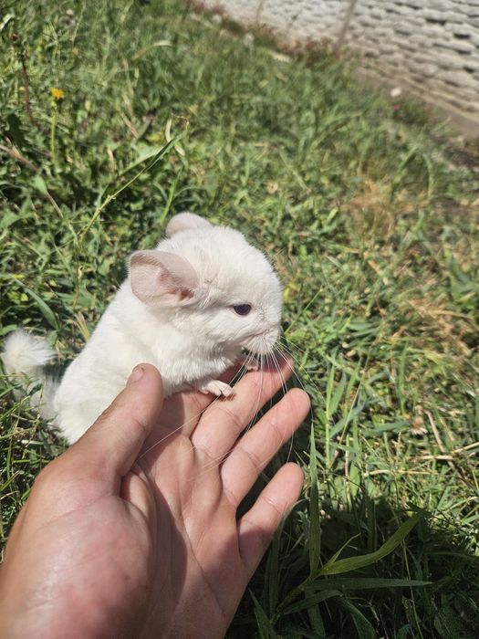 Pui de chinchilla 250 lei