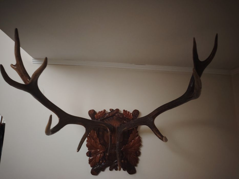 Trofeu Coarne de cerb