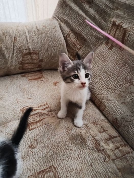 Отдам котят в добрые руки